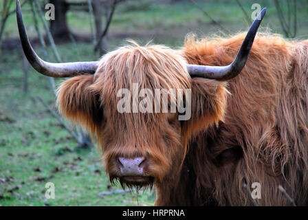 Ein Highland Kuh in einem Bauernhof des Posina, Veneto Italien. Stockfoto