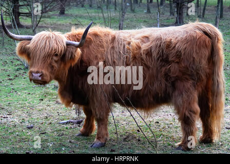 Ein Highland Kuh in einem Bauernhof des Posina, Veneto Italien. Stockfoto