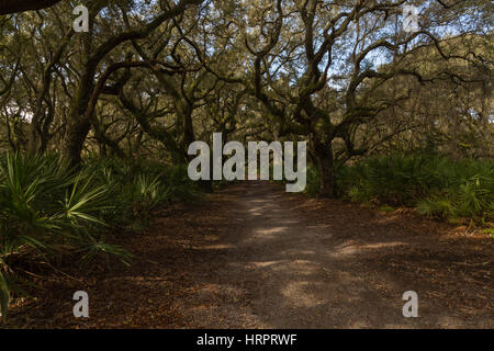 Maritime Wald in Cumberland Island National Seashore, GA, USA Stockfoto