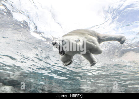 Aggresive Eisbär auf die Reise nach Churchill, Assiniboine Park Zoo, Winnipeg, Manitoba, Kanada. Stockfoto