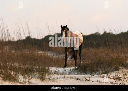 Wildpferd (Equus feral) auf küstennahen Sanddünen in Cumberland Island National Seashore, GA, USA Stockfoto