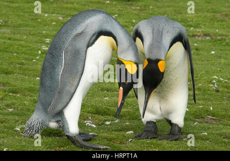 König Penguins (Aptenodytes Patagonicus) umwerben paar, Volunteer Point, Falkland-Inseln Stockfoto