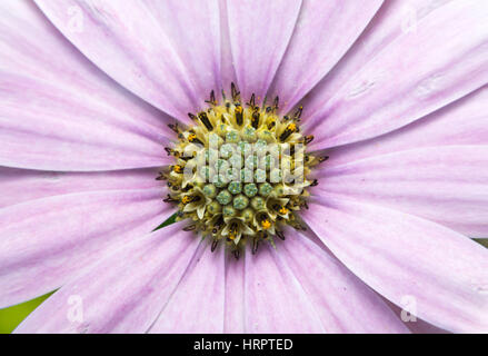 Dorsale Ansicht einer wunderschönen rosa Blume mit Blütenblättern und dem Herzen. Osteospermum ecklonis Stockfoto