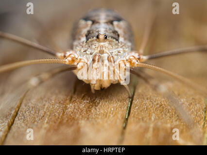 Extreme Makro Foto anterioren Ansicht des einen Weberknechte oder Daddy Langbein. Opiliones Stockfoto