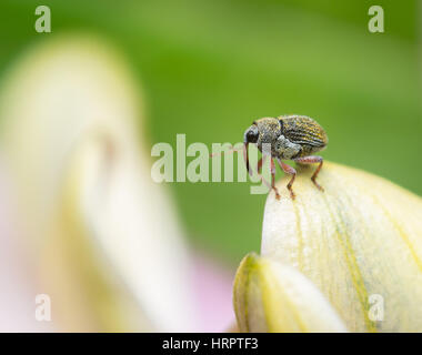 Seitliche Ansicht kleine Käfer auf einem Blütenblatt einer Blume. Micrelus ericae Stockfoto