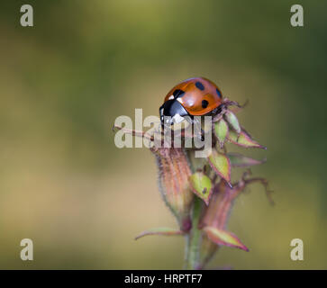 Nahaufnahme des einen sieben-Punkt-Marienkäfer am Anfang einer Anlage. Coccinella septempunctata Stockfoto