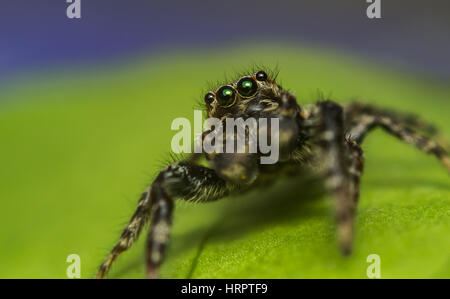 Frontansicht Foto von einem neugierigen Springspinne. Männliche Marpissa muscosa Stockfoto