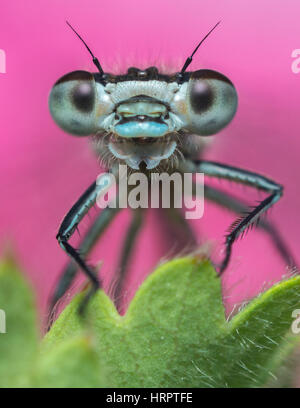 Damselfly Porträt Stockfoto