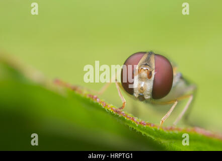 Detaillierten Makroaufnahme des Gesichts ein hoverfly Stockfoto