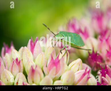 Bunte Szene von einer grünen Stinkbug am Anfang einige kleine rosa Blüten. Stockfoto