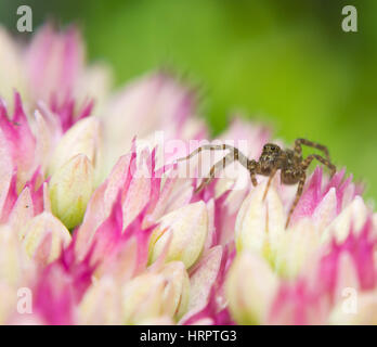 Gemeinsamen Wolfspinne auf rosa Blüten. Pardosa Pullata. Stockfoto