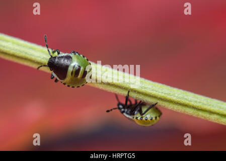 Nahaufnahme von mehrere erste Instar Nymphen einen echten Fehler. Palomena Prasina. Stockfoto