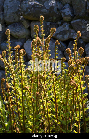 Bracken, Pteridium Aquilinum, hinterleuchtete Wedel unfurling. Northumberland, UK. Stockfoto