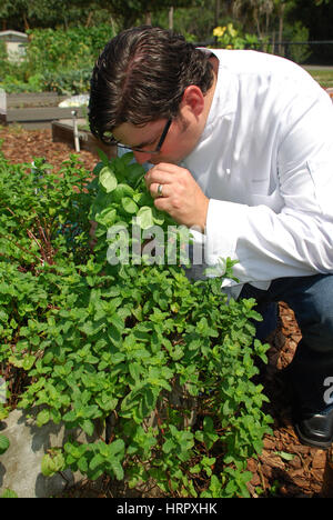 Auswahl von Basil - Farm to Table Chef Stockfoto