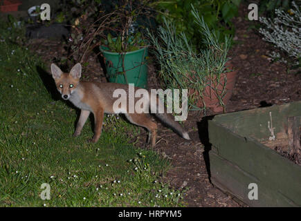 Red Fox Cub (Vulpes Vulpes), in einem Garten in der Nacht, London, Vereinigtes Königreich Stockfoto