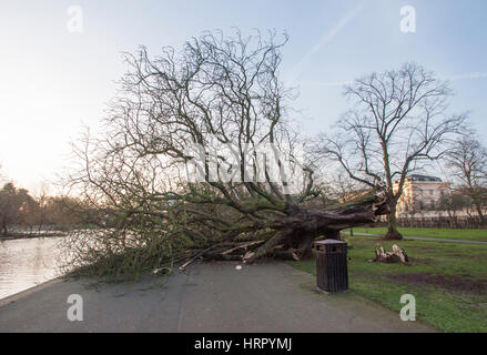 Baum im Sturm Doris, (23.03.2017), Regents Park, London, Vereinigtes Königreich, British Isles umgeweht Stockfoto