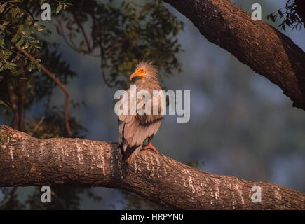 erwachsenen Schmutzgeier (Neophron Percnopterus), Rajasthan, Indien Stockfoto