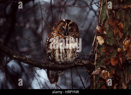 Waldkauz (Strix Aluco), thront auf Zweig bei Dämmerung, Regents Park, London, Vereinigtes Königreich, britische Inseln Stockfoto