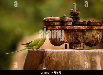 Ring-Necked oder Rose-Ringed Sittich, (geflohen waren), trinkt Wasser aus einer Wasser-Pumpe, Keoladeo Ghana Nationalpark, Bharatpur, Rajasthan, Indien Stockfoto