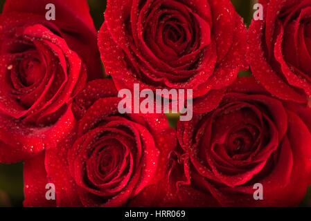 Fünf rote Rosen mit Tautropfen. Makro Bild, close-up Stockfoto