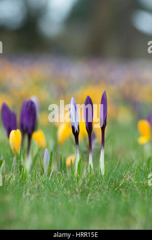 Krokusblüten auf einem Rasen Anfang März erscheinen. UK Stockfoto