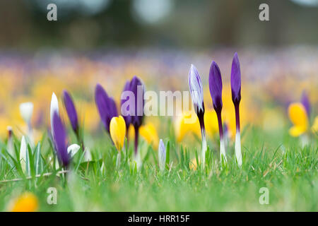 Krokusblüten auf einem Rasen Anfang März erscheinen. UK Stockfoto