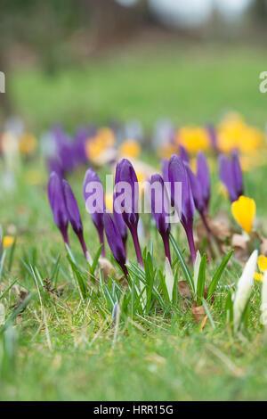 Krokusblüten auf einem Rasen Anfang März erscheinen. UK Stockfoto