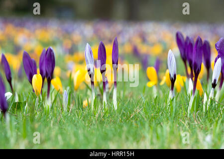 Krokusblüten auf einem Rasen Anfang März erscheinen. UK Stockfoto