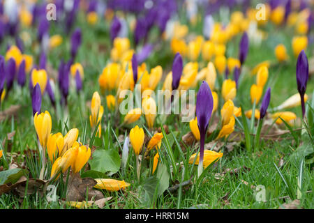 Krokusblüten auf einem Rasen Anfang März erscheinen. UK Stockfoto