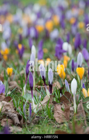 Krokusblüten auf einem Rasen Anfang März erscheinen. UK Stockfoto