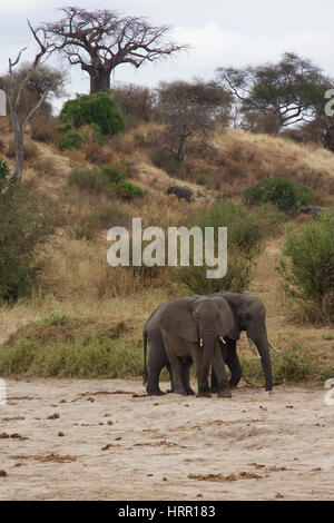 Ein paar afrikanische Elefanten entlang der Tarangire-Fluss Stockfoto