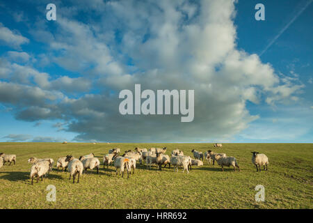 Vorfrühling in South Downs National Park, East Sussex, England. Stockfoto