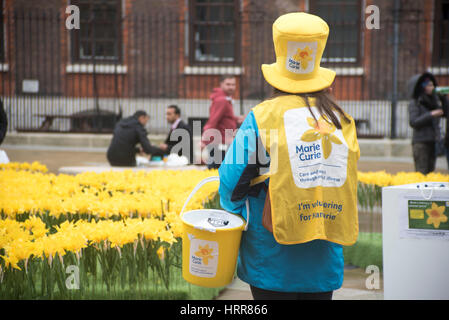 London, UK. 3. März 2017. Der große Narzissen Garten, eröffnet von Nächstenliebe Marie Curie in St. Paul. Es besteht aus 2.100 handgemachte Narzissen, die größte jährliche Spendenaktion zu feiern. Bildnachweis: Alberto Pezzali/Pacific Press/Alamy Live-Nachrichten Stockfoto