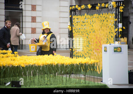 London, UK. 3. März 2017. Der große Narzissen Garten, eröffnet von Nächstenliebe Marie Curie in St. Paul. Es besteht aus 2.100 handgemachte Narzissen, die größte jährliche Spendenaktion zu feiern. Bildnachweis: Alberto Pezzali/Pacific Press/Alamy Live-Nachrichten Stockfoto