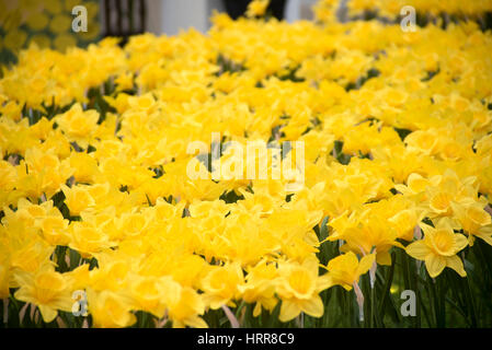 London, UK. 3. März 2017. Der große Narzissen Garten, eröffnet von Nächstenliebe Marie Curie in St. Paul. Es besteht aus 2.100 handgemachte Narzissen, die größte jährliche Spendenaktion zu feiern. Bildnachweis: Alberto Pezzali/Pacific Press/Alamy Live-Nachrichten Stockfoto