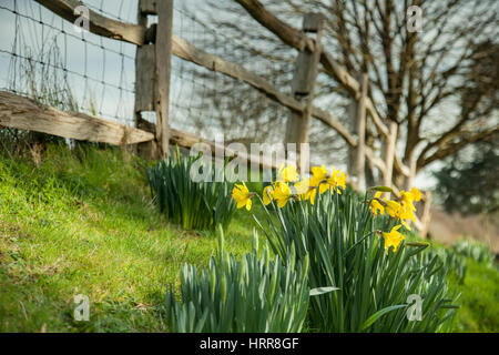 Narzissen in Slindon Village, West Sussex, England. Nachmittag im zeitigen Frühjahr. Stockfoto