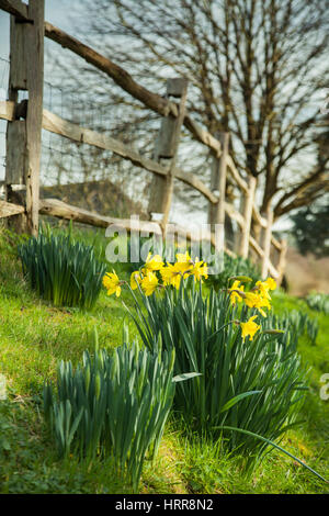 Narzissen in Slindon Village, West Sussex, England. Nachmittag im zeitigen Frühjahr. Stockfoto