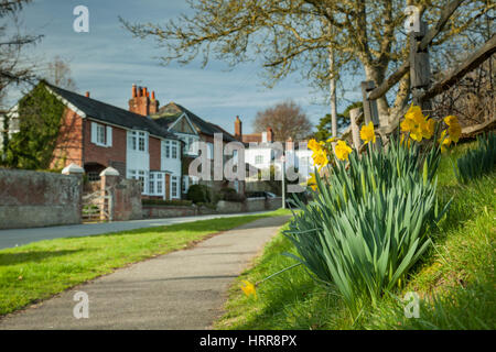 Narzissen in Slindon Village, West Sussex, England. Nachmittag im zeitigen Frühjahr. Stockfoto