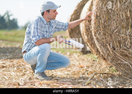 Landwirt Überprüfung ein Heu Ballen Qualität in seinem Tätigkeitsbereich Stockfoto