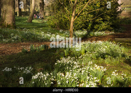 Großbritannien, England, Cheshire, Gelehrter grün, Rode Hall, Gärten, Besucher unter Wald Schneeglöckchen Ende Februar Stockfoto