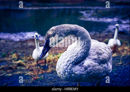 Eine der mehreren Trumpeter Schwäne Cygnus Buccinato, Überwinterung im Starrigavan Recreation Area in der Nähe von Sitka, Alaska, USA. Fotografie von Jeffrey Wickett Stockfoto