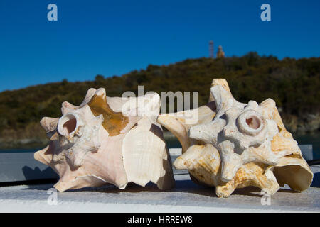 Muscheln, St. Thomas, Amerikanische Jungferninseln, Caribbean Stockfoto