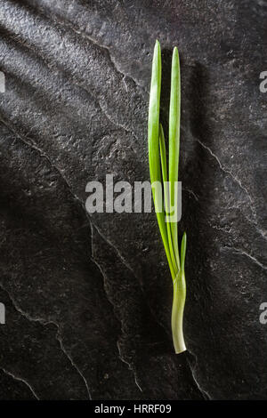 Ein paar grüne Zwiebel Blätter auf einem Hintergrund von schwarzem Schiefer. Viel Platz für Text. Stockfoto