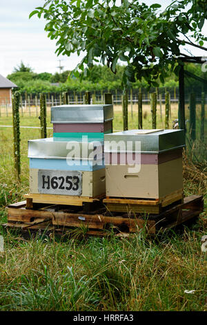 Bienenstöcke auf einem Bauernhof in Whanganui Neuseeland Stockfoto