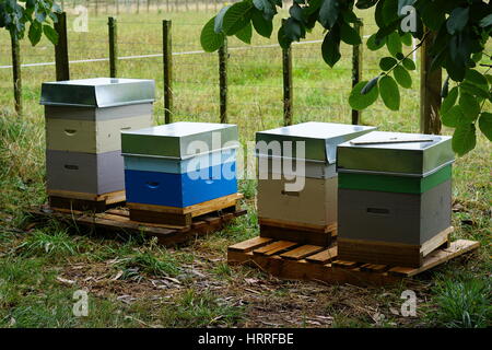 Bienenstöcke auf einem Bauernhof in Whanganui Neuseeland Stockfoto