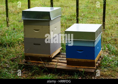 Bienenstöcke auf einem Bauernhof in Whanganui Neuseeland Stockfoto