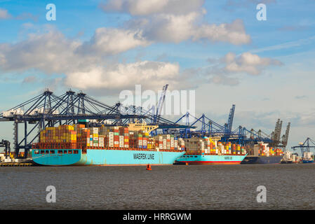 Internationaler Handel, Blick auf die Entladung von Containerschiffen im größten Containerhafen des Vereinigten Königreichs, Felixstowe Docks, England. Stockfoto
