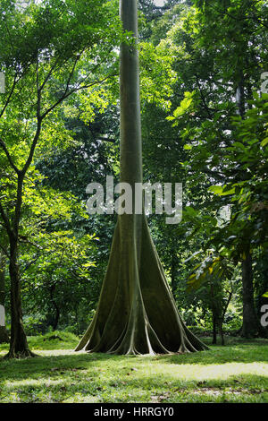 Groß groß grüne Rinde der Baum wächst in den Wald, während seine Wurzeln mit niemand um ihn herum angezeigt werden. Stockfoto