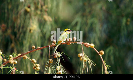 Gelb grün Bee Eater wenig Vogel auf einem Ast in der Sonne, Vietnam. Stockfoto