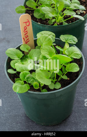 Kleine Haus angebaut Stiefmütterchen Sämlinge wachsen einen Plastiktopf. Stockfoto